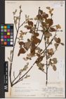 Foto von Salix aurita L.